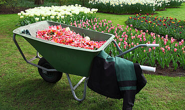 Schubkarre mit Rosenblättern gefüllt vor einem Rosenbeet
