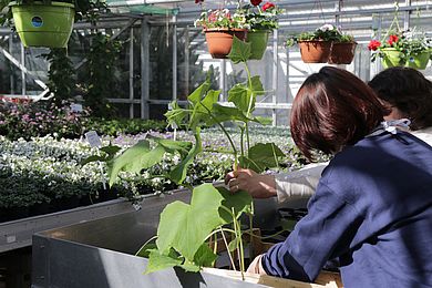 Teilnehmende arbeiten im Gewächshaus