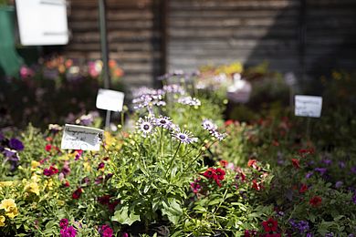 Blumenverkauf im Fachbereich Zierpflanzenbau