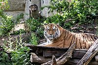 Tiger im Leipziger Zoo